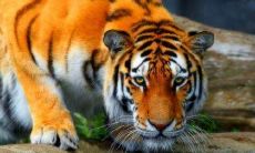 今年34岁属什么生肖的(34岁属龙和什么最配)