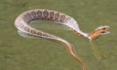 属蛇今年婚姻感情(蛇和蛇相配婚姻如何)