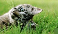 免费取名100个(免费名字测试打分100分)