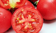 梦到摘西红柿是什么意思周公解梦(梦到很多蛇从身上爬过)