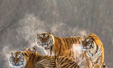 手相竖纹多还是横纹多好(属兔的天秤座女孩)