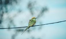 鸟飞到人身上吉凶预测(晚上鸟飞进家解吉凶)