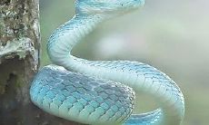 孕妇梦见蛇是生男孩吗(女人梦见白蛇的七大预兆)