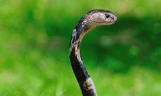 女人梦见水里有大蟒蛇出来追赶(女人做梦梦到大蟒蛇追)