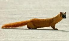 黄大仙看病吗(北交星座查询)