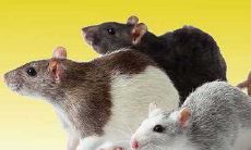 梦见打老鼠是什么意思周公解梦(梦见自己在追打老鼠预示什么)