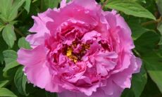 招财转运的花卉(什么花招财运)