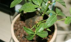 家里养招财植物多了好吗(家里养什么植物对财运好)