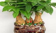 发财树和招财树(发财树风水摆放三不要)