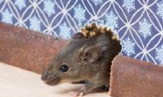 梦见老鼠在自己家里乱窜(梦见家里很多老鼠乱窜)