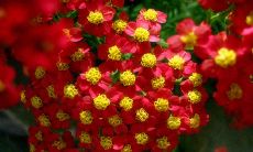 占卜花朵发现敌人(占卜对方是不是)