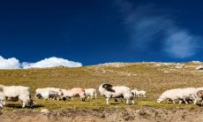 属羊女几月生是富婆命(属羊女命中注定的丈夫)