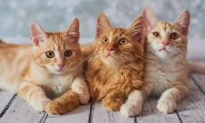 女人梦到猫往身上扑甩掉了(梦见猫往身上扑吓醒了)