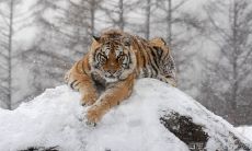 属虎人的一生是啥命(属猴人的一生命运)