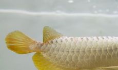 金龙鱼配什么鱼最招财(招财金龙鱼摆件怎么放)