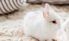 属兔哪一年好女(75年属兔是什么命)