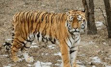 老虎和那个生肖相克(十二生肖相冲相克表)