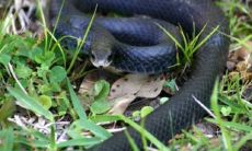 梦见自己腿被蛇咬是什么意思(做梦梦到被蛇咬到腿)