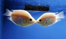 老公梦到鱼是什么意思(老公梦见鱼什么预兆)