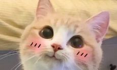 金牛座和什么双鱼座最配(射手座和金牛座最配)