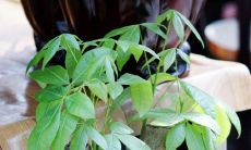 镇宅招财绿植有哪些(十种旺财又旺宅的植物)