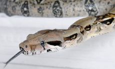 属鼠的梦到蛇是什么意思(属蛇和属鼠的相克吗)