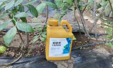 蓝莓能种在家里风水(狮子座是哪个月份出生的)