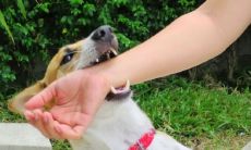 女人梦见狗咬到自己指头(女人梦见狗咬左手是吉兆)