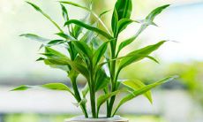 梦见自己趴在很高的树上(富贵竹放屋里哪个位置招财)