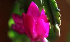 临官大运什么表现(转大运的征兆)