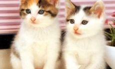 梦到猫不像猫一样的动物追我(梦见暗恋的男生是什么意思)