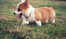 小狗起名字招财霸气女生(带财运的名字)