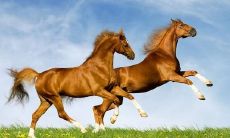 78年属马是多少岁(1978年属马的今年多少岁了)