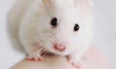 1996年运势如何(鼠年属猪的运势2023运势)