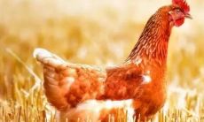 生肖属鸡的今年几岁(属鸡男孩哪天出生最好)