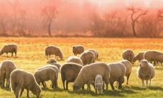 67年出生2023年运势(1967年属羊今年婚姻)