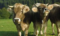 属牛的今年多大本命年(1997属牛的本命年)