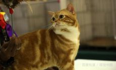 梦到了养了一只猫(梦到自己养了一只白猫)