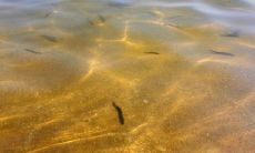 周公解梦梦见黑色的泥鳅追我(属蛇女1977年出生命运性格是什么)