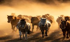 属马人本周财运(属马的明天财运)