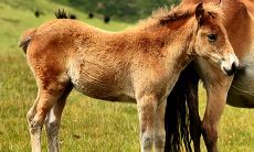 属马人午时出生选什么日(属马人几月几日出生命最好)