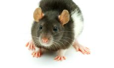 周公解梦之梦见好多老鼠(周公解梦女人梦见死老鼠)