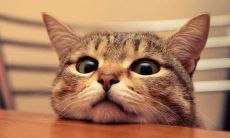 给猫取名字沙雕可爱(猫叫什么名字最招财)