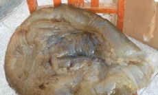 太岁对肾的好处(太岁是什么东西有什么功效)