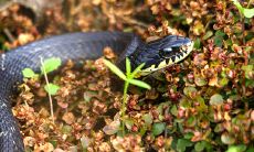 梦见蛇头龙尾周公解梦(商贸公司起名新颖大气)