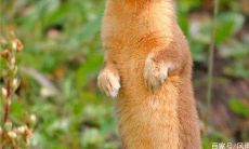 为什么黄大仙不能杀(黄仙和黄大仙有区别吗)