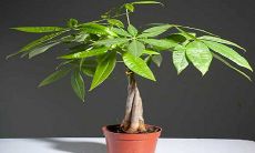 招财树叶片发软怎么办(招财树叶子下垂发蔫怎么回事)