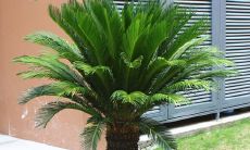 厂区种什么花风水好(厂里栽什么植物旺财)