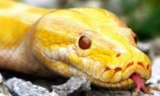 梦见蛇跑到身上但没咬(梦见到处都是蛇很害怕)