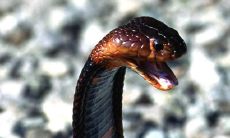 周公解梦大全查询梦见蛇进屋(准爸爸梦见蛇周公解梦)